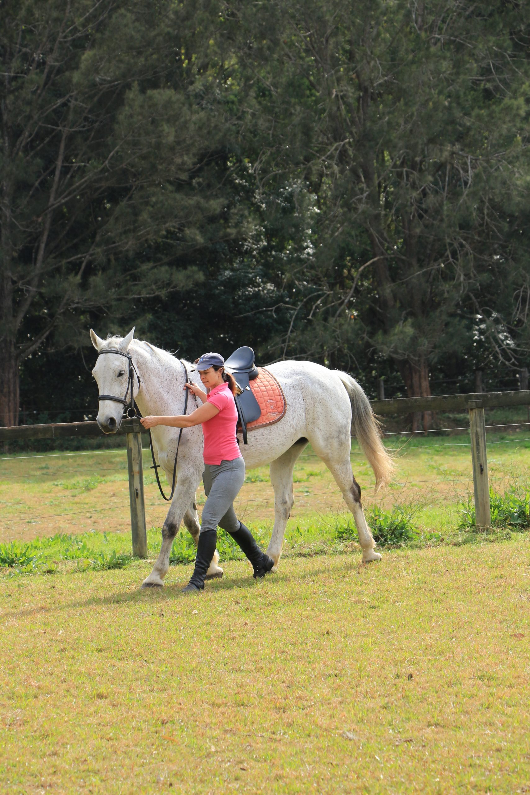 Working with Horses In Hand Part 1