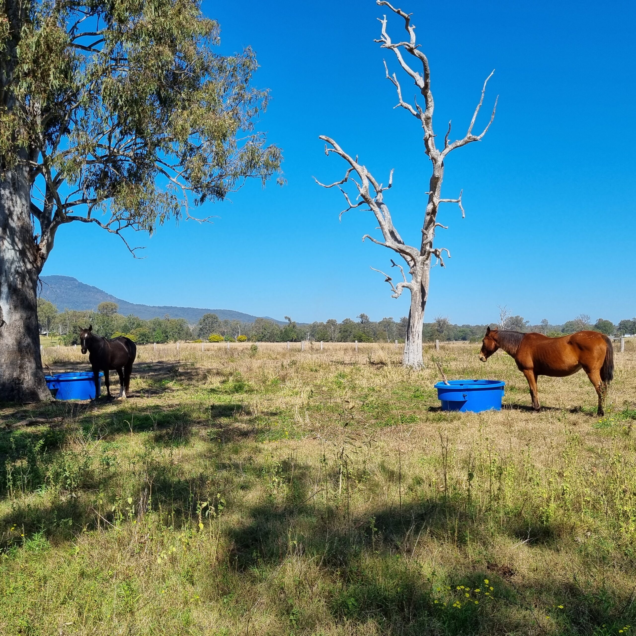 Summer Horse Management 101: Keeping Your Equine Comfortable