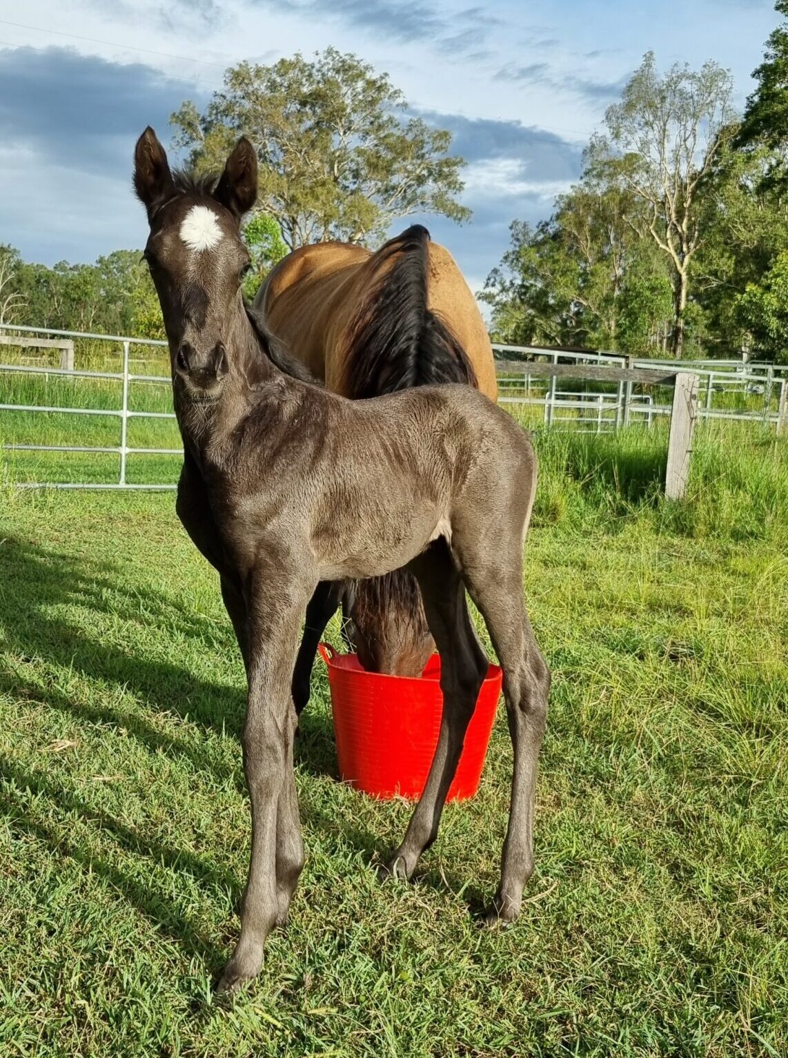 Resilience needed in Horsebreeding