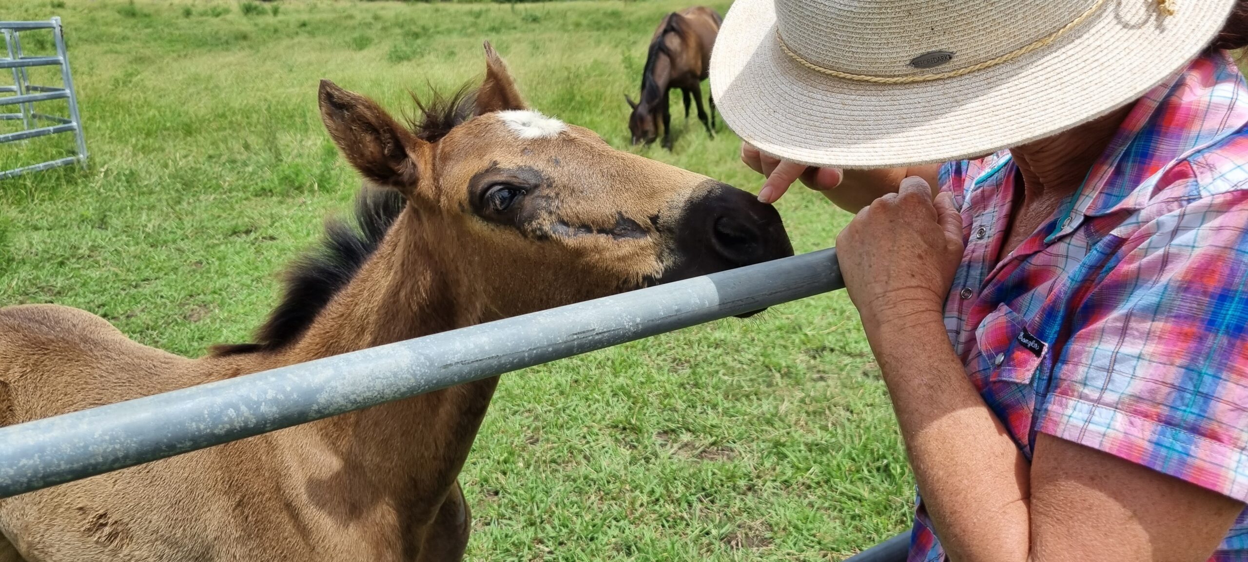 Horse Rider Heatwave Hacks:  Staying Cool in the Saddle