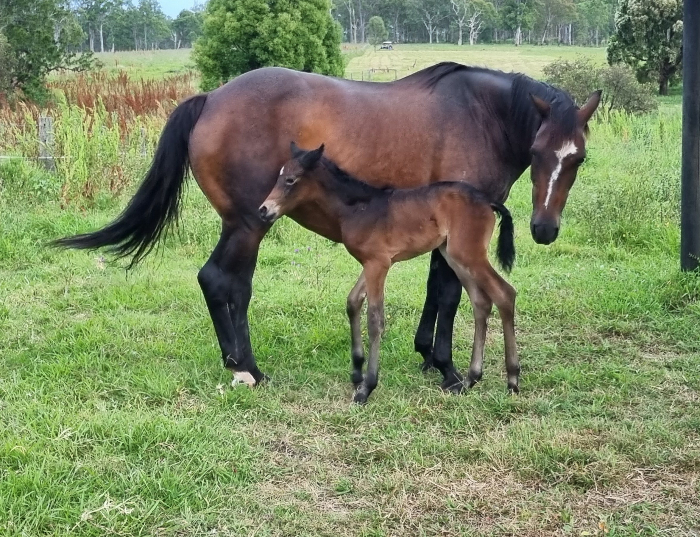 Foal Handling 101