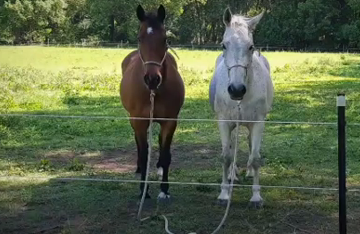 Mastering Horse Stillness: A guide to Standing Still Training