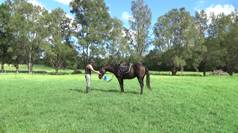 Working with horses In hand Part 2