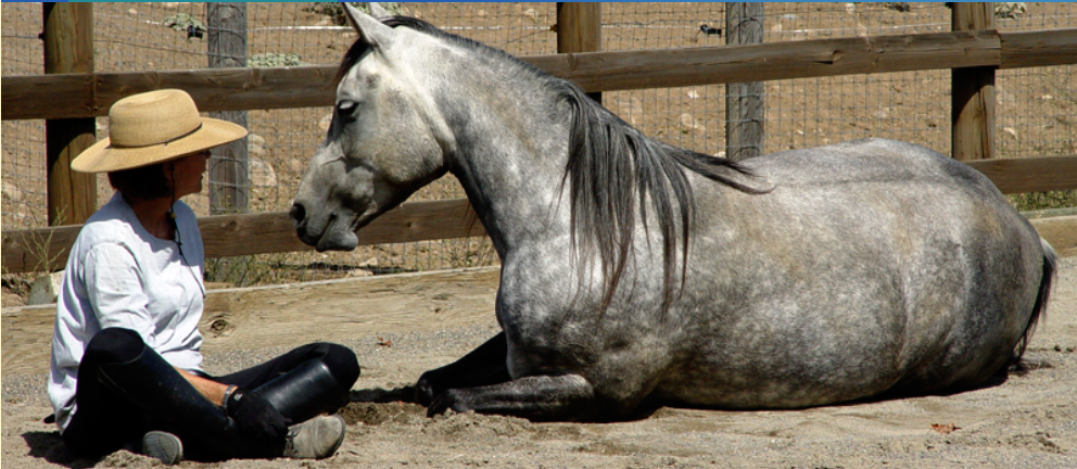 Liberating Equine Partnerships: Exploring Liberty Horse Training